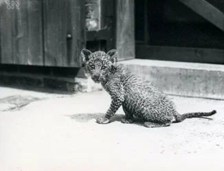 En baby leopard i London Zoo, juni 1915